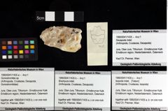 Foto (Objket + Etiketten) von Decapoda indet. 